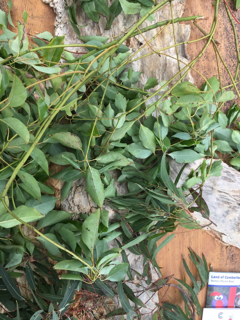 Paperbark and Bay leaves