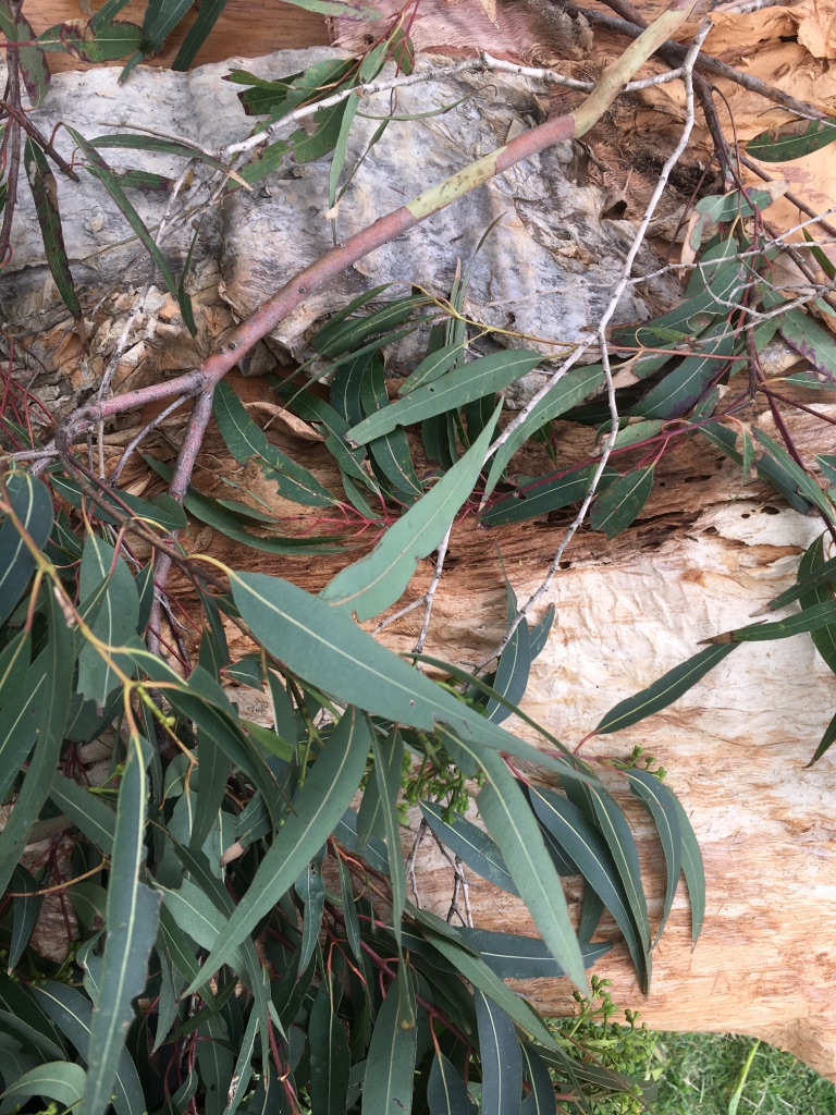 Paperbark and Eucalyptus leaves