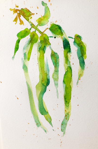 Eucalyptus leaves 2021. 42 x 48 cm, watercolour on paper