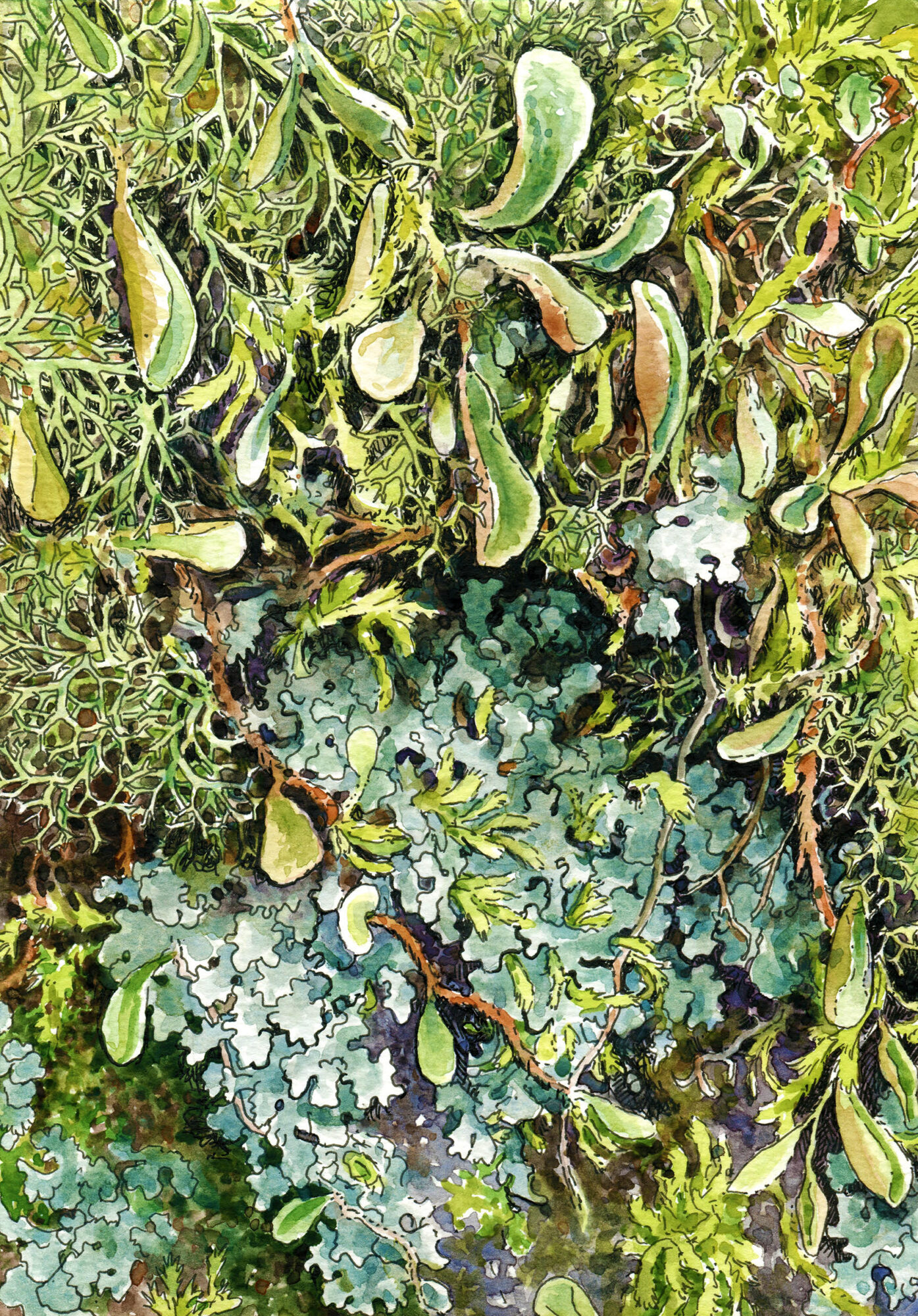Lichen, Moss and Rock Felt Fern Study, watercolour and ink on paper, 2025
